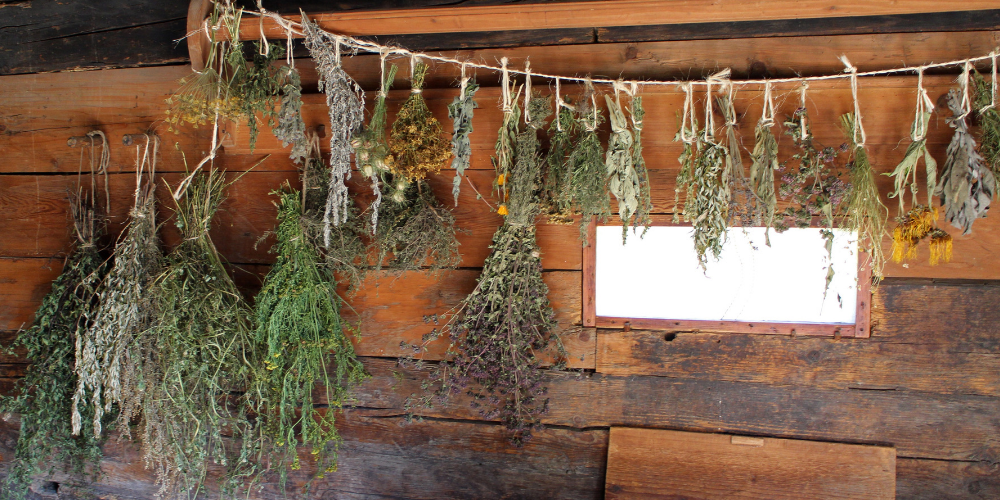 Medicinal herbs used by American Indians